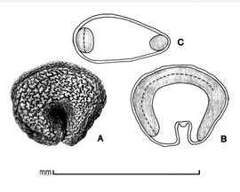   Seed, embryo:   Drymaria arenarioides ; Illustration by L.E. Chandler
